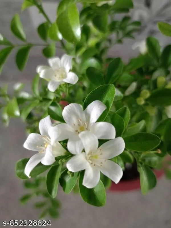 Modhu_Kamini_Murraya_Paniculata_Live_Flowering_Plant_With_Fragrant_White_Blooms_For_Balcony_Garden_Outdoor_Indoor_Plant_Pack_Of_1