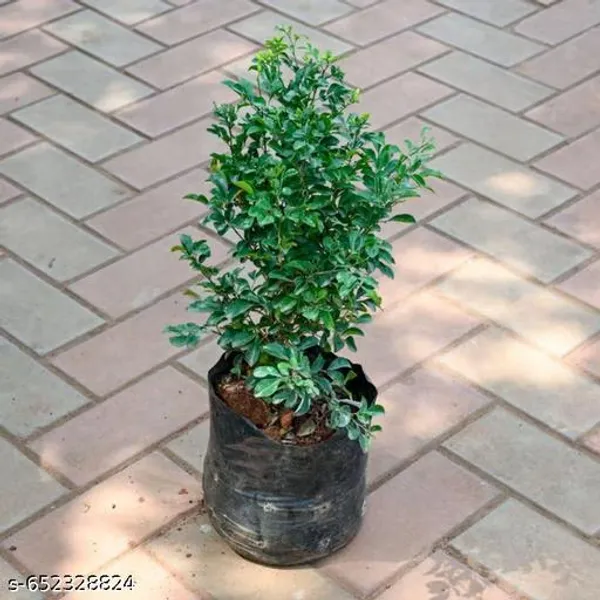 Modhu_Kamini_Murraya_Paniculata_Live_Flowering_Plant_With_Fragrant_White_Blooms_For_Balcony_Garden_Outdoor_Indoor_Plant_Pack_Of_1
