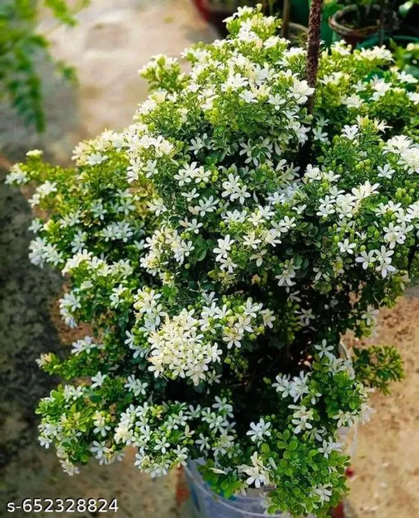 Modhu_Kamini_Murraya_Paniculata_Live_Flowering_Plant_With_Fragrant_White_Blooms_For_Balcony_Garden_Outdoor_Indoor_Plant_Pack_Of_1