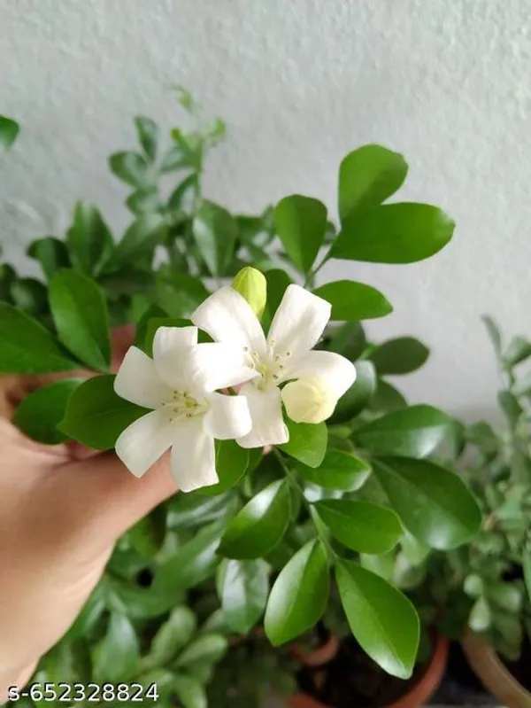 Modhu_Kamini_Murraya_Paniculata_Live_Flowering_Plant_With_Fragrant_White_Blooms_For_Balcony_Garden_Outdoor_Indoor_Plant_Pack_Of_1