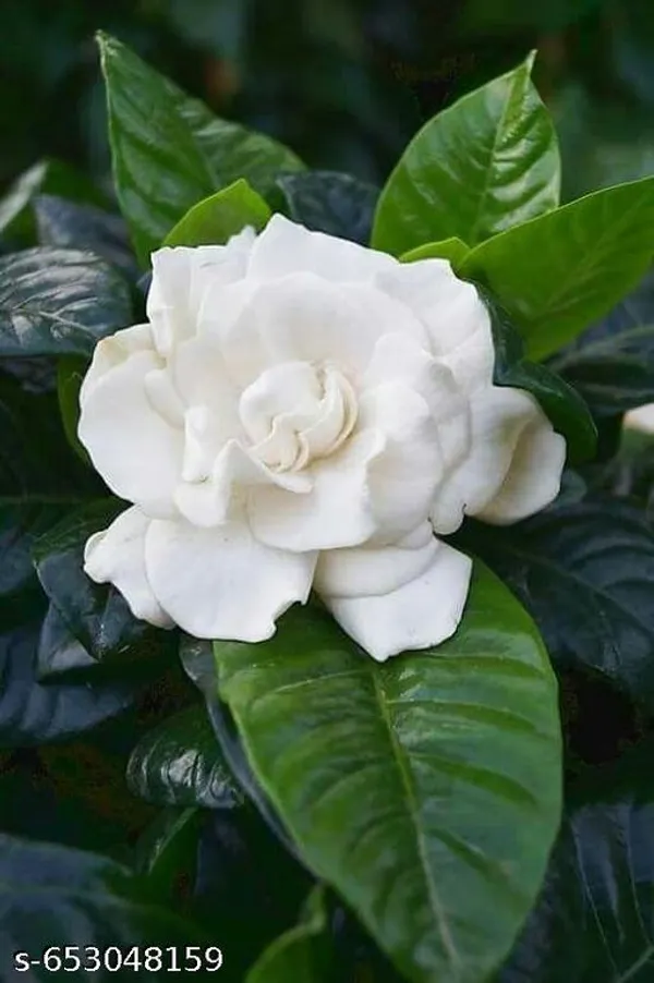 Gardenia_Gandharaj_Cape_Jasmine_Flowering_Live_Plant_Pack_Of_1