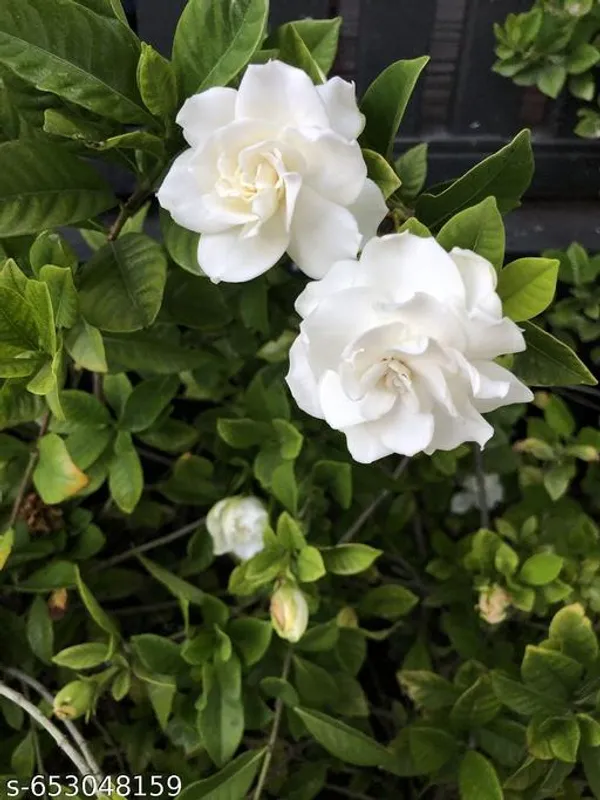 Gardenia_Gandharaj_Cape_Jasmine_Flowering_Live_Plant_Pack_Of_1