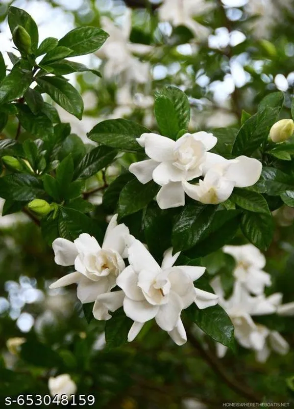 Gardenia_Gandharaj_Cape_Jasmine_Flowering_Live_Plant_Pack_Of_1