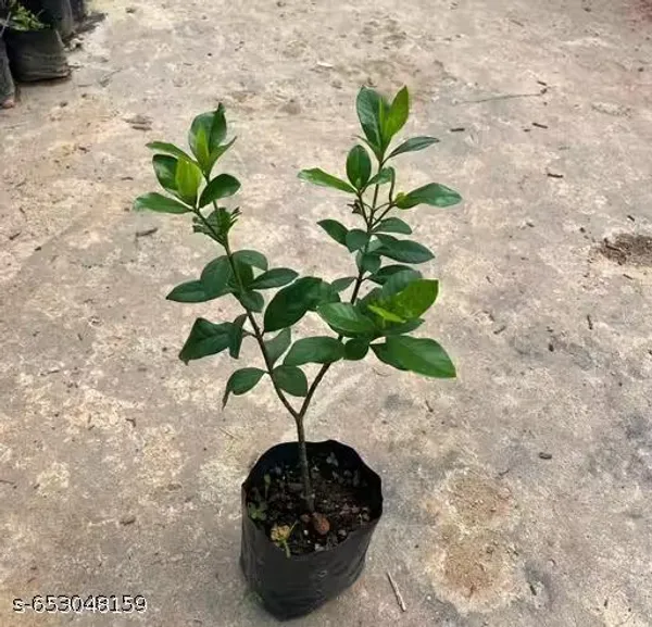 Gardenia_Gandharaj_Cape_Jasmine_Flowering_Live_Plant_Pack_Of_1