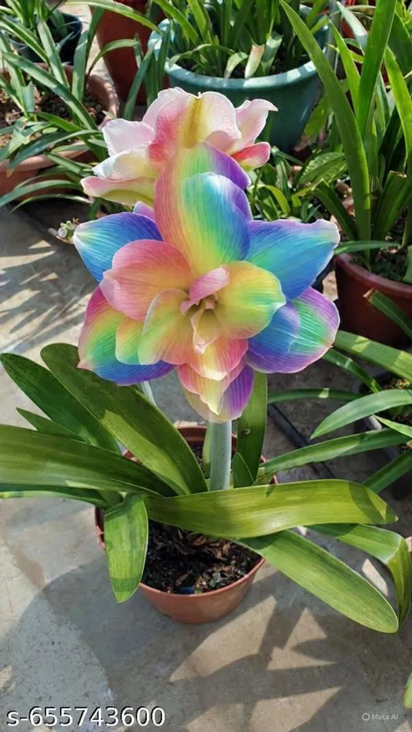 Rainbow_Colour_Amaris_Lily_Bulbs_Pack_Of_1