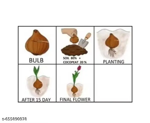 Amaris_Lily_Bulbs_Pack_Of_1