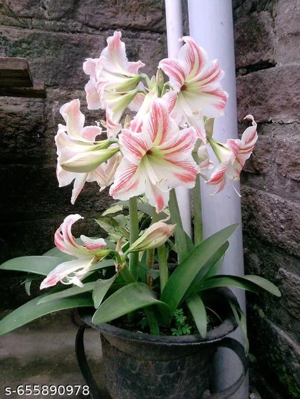 Amaris_Lily_Bulbs_Pack_Of_1