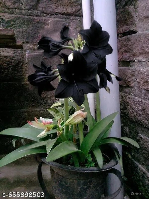 Black_Flower_Amaris_Lily_Bulbs_Pack_Of_1