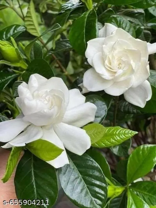 Gardenia_Gandharaj_Cape_Jasmine_Highly_Fragrant_Flower_Live_Plants_Pack_Of_1