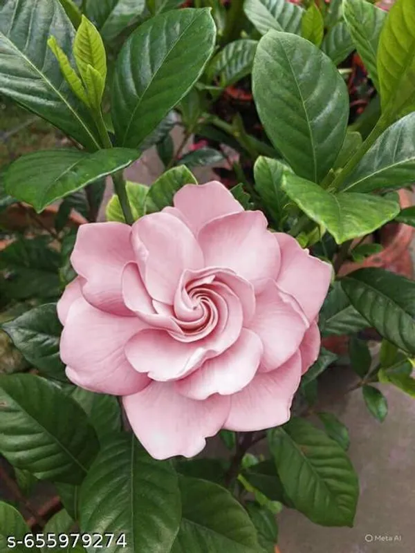 Pink_And_Yellow_Gardenia_Gandharaj_Combo_Pack_Of_1_Cape_Jasmine_Highly_Fragrant_Flower_Live_Plants_Indoor_Outdoor