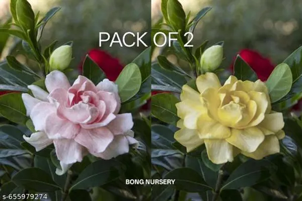 Pink_And_Yellow_Gardenia_Gandharaj_Combo_Pack_Of_1_Cape_Jasmine_Highly_Fragrant_Flower_Live_Plants_Indoor_Outdoor