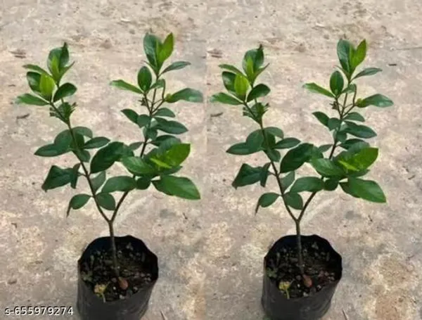 Pink_And_Yellow_Gardenia_Gandharaj_Combo_Pack_Of_1_Cape_Jasmine_Highly_Fragrant_Flower_Live_Plants_Indoor_Outdoor