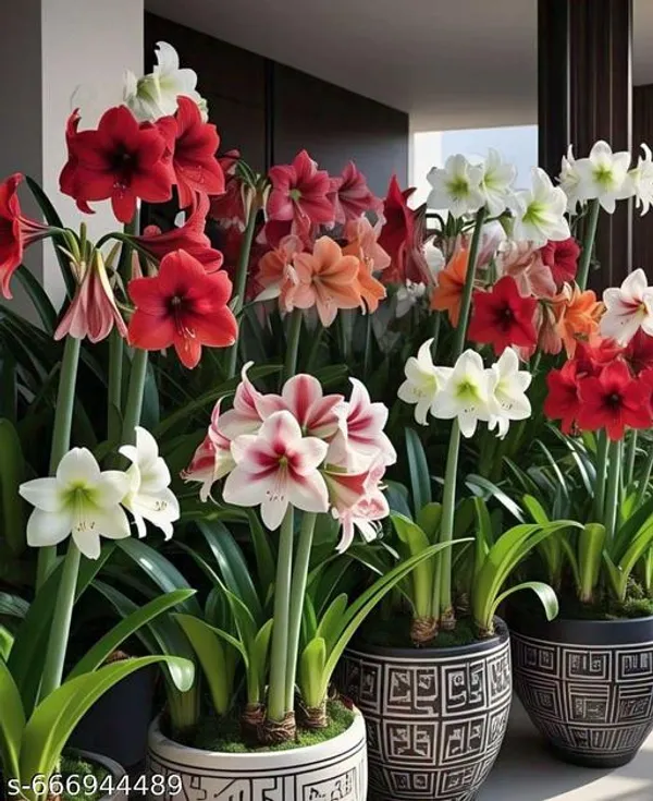 Amaris_Lily_Flower_Bulbs_Pack_Of_1