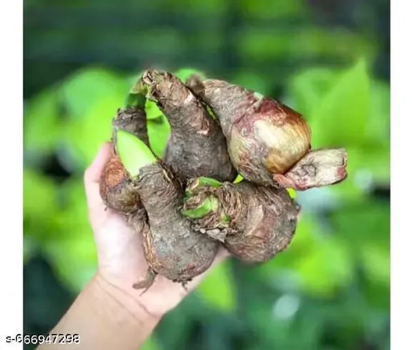 Football_Lily_Bulbs_Pack_Of_1