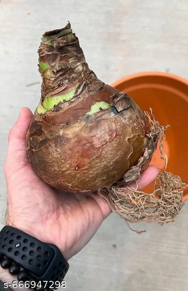 Football_Lily_Bulbs_Pack_Of_1