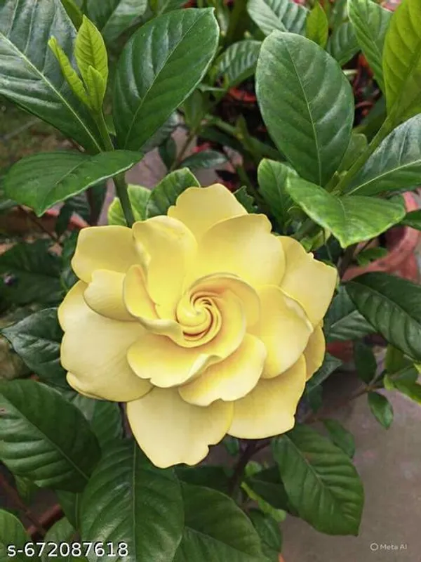 Yellow_Gardenia_Gandharaj_Cape_Jasmine_Highly_Fragrant_Flower_Live_Plants_Pack_Of_1