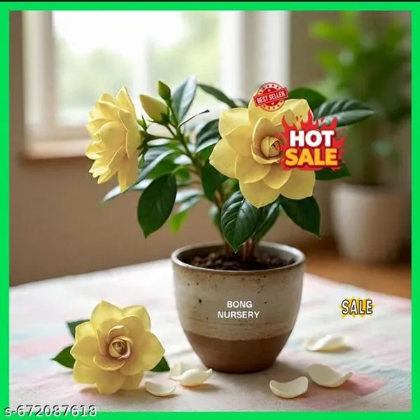 Yellow_Gardenia_Gandharaj_Cape_Jasmine_Highly_Fragrant_Flower_Live_Plants_Pack_Of_1