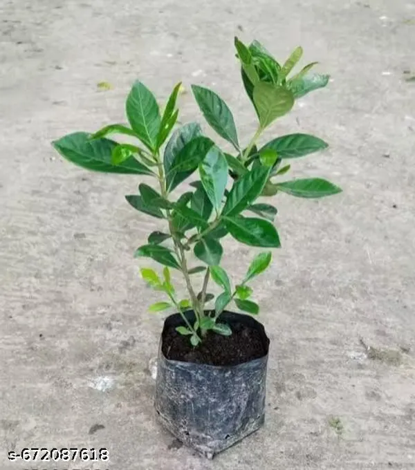 Yellow_Gardenia_Gandharaj_Cape_Jasmine_Highly_Fragrant_Flower_Live_Plants_Pack_Of_1