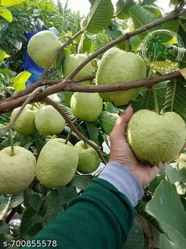 Golden_Guava_Fruit_Plant_Pack_Of_1