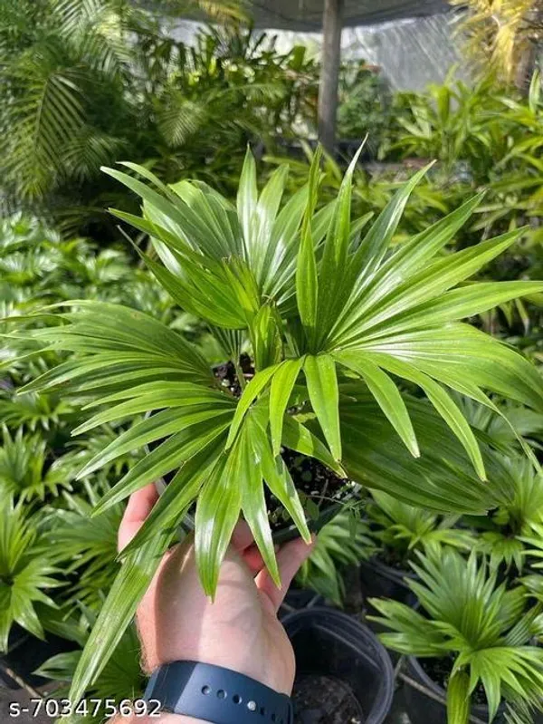 Chinese_Fan_Palm_Indoor_Live_Plant_Pack_Of_1