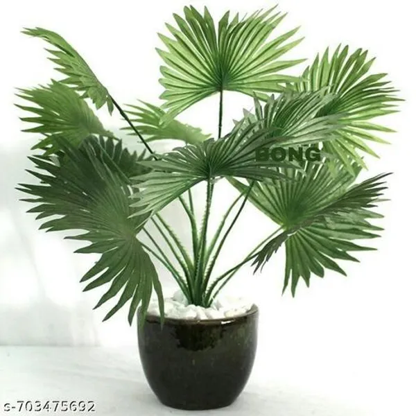 Chinese_Fan_Palm_Indoor_Live_Plant_Pack_Of_1
