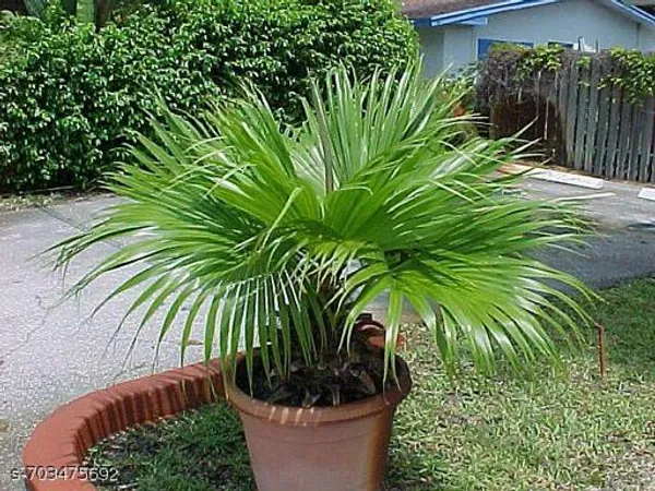 Chinese_Fan_Palm_Indoor_Live_Plant_Pack_Of_1