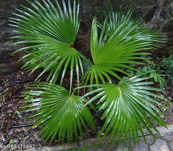 Chinese_Fan_Palm_Indoor_Live_Plant_Pack_Of_1