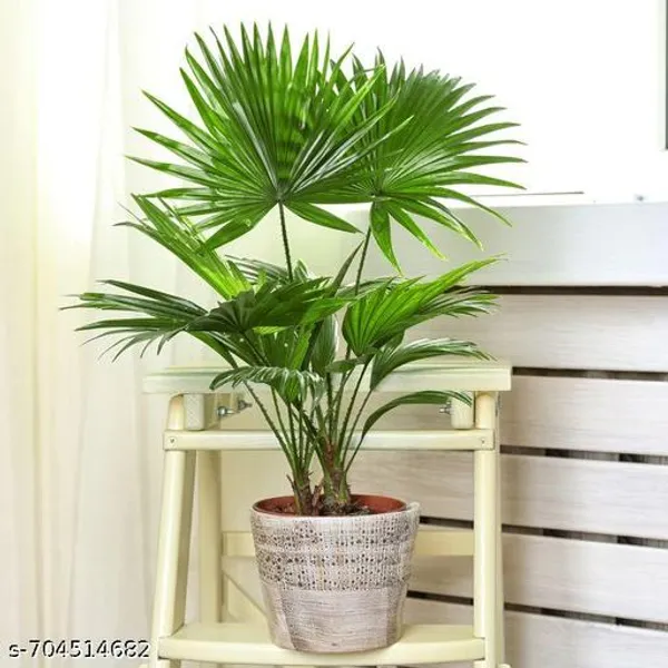 Chinese_Fan_Palm_Indoor_Live_Plant_Pack_Of_1