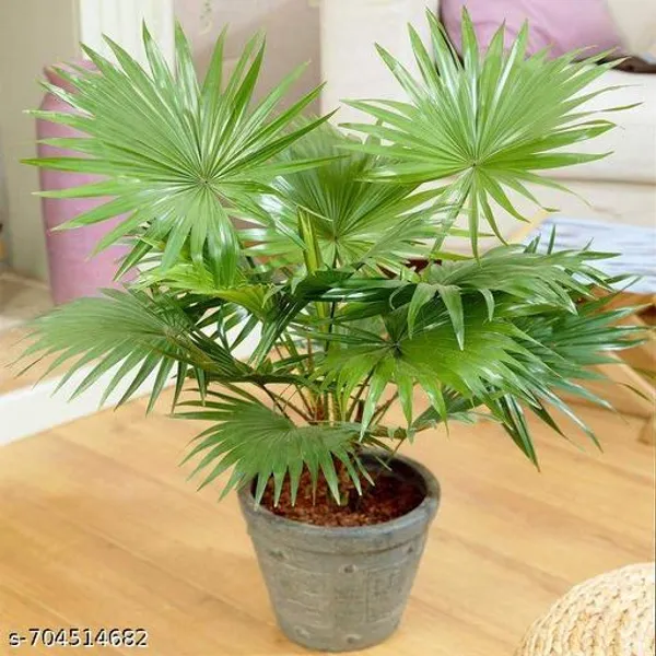 Chinese_Fan_Palm_Indoor_Live_Plant_Pack_Of_1