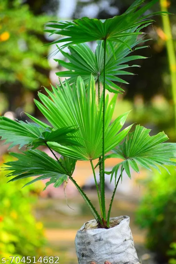 Chinese_Fan_Palm_Indoor_Live_Plant_Pack_Of_1
