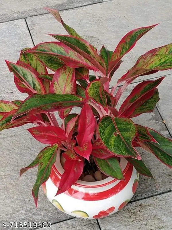 Aglaonema_Lipstick_Indoor_Live_Plant_Pack_Of_1