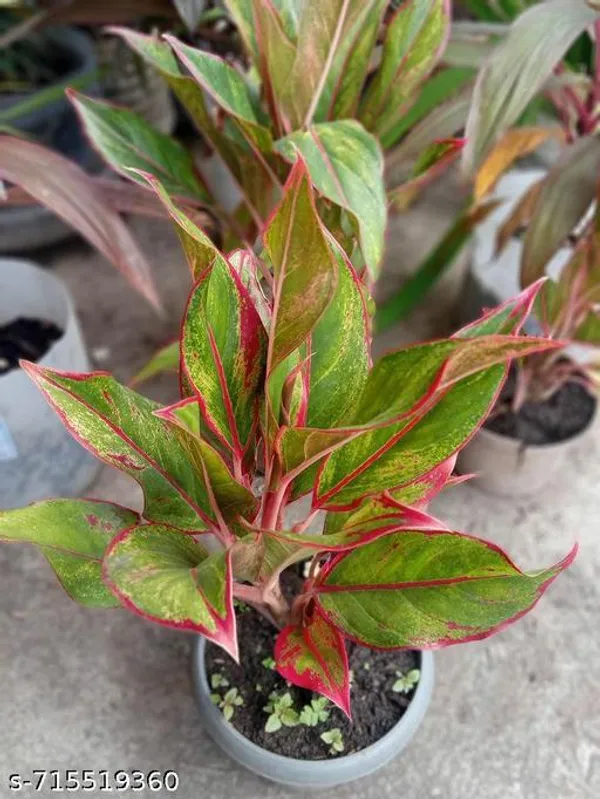 Aglaonema_Lipstick_Indoor_Live_Plant_Pack_Of_1