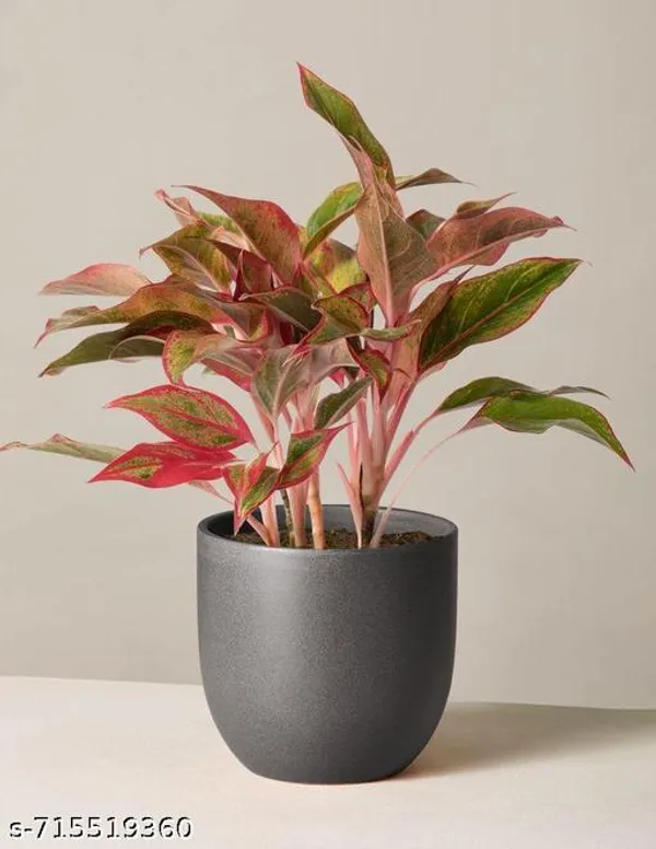 Aglaonema_Lipstick_Indoor_Live_Plant_Pack_Of_1