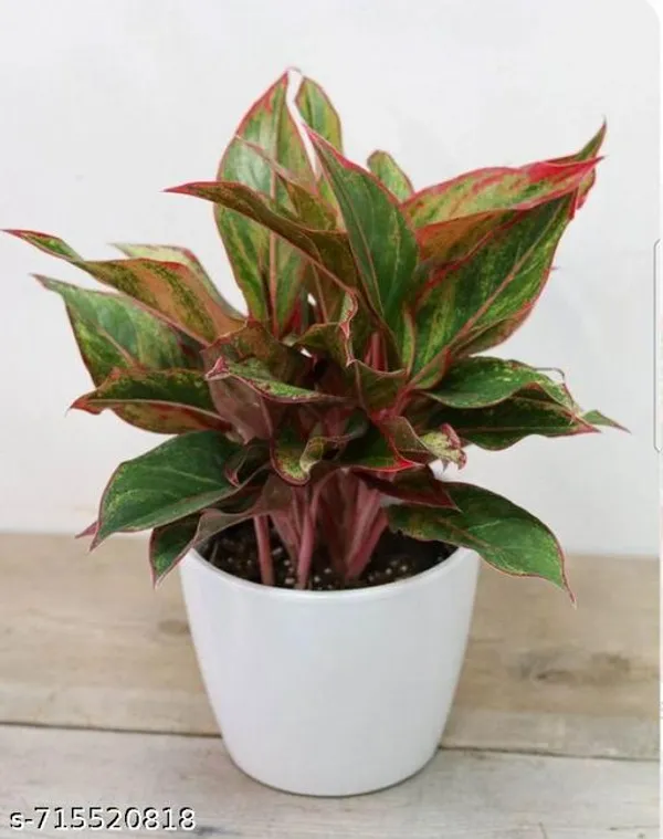 Aglaonema_Lipstick_Indoor_Live_Plant_Pack_Of_1