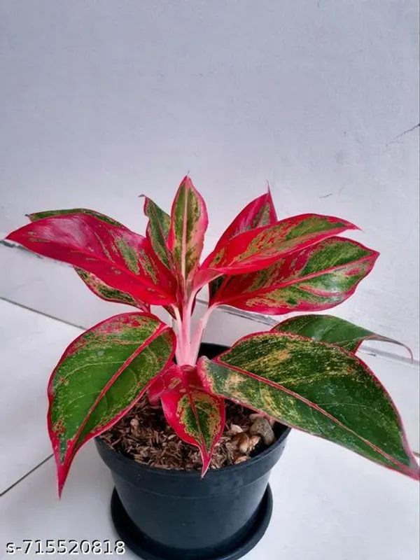 Aglaonema_Lipstick_Indoor_Live_Plant_Pack_Of_1