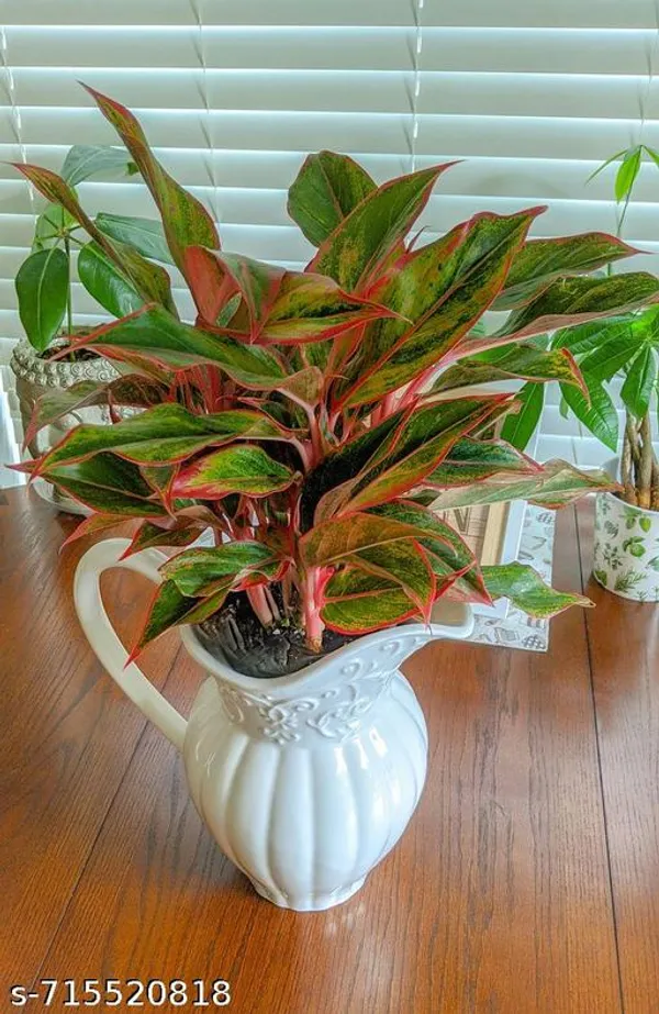 Aglaonema_Lipstick_Indoor_Live_Plant_Pack_Of_1