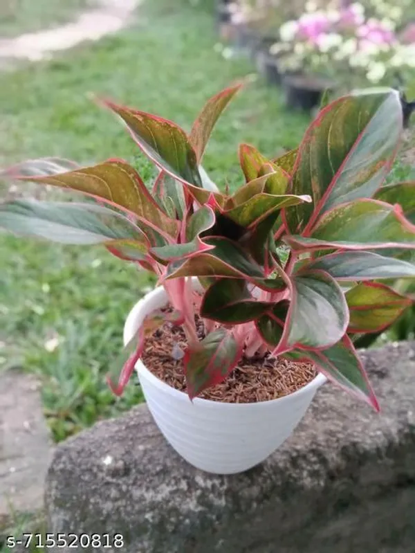Aglaonema_Lipstick_Indoor_Live_Plant_Pack_Of_1