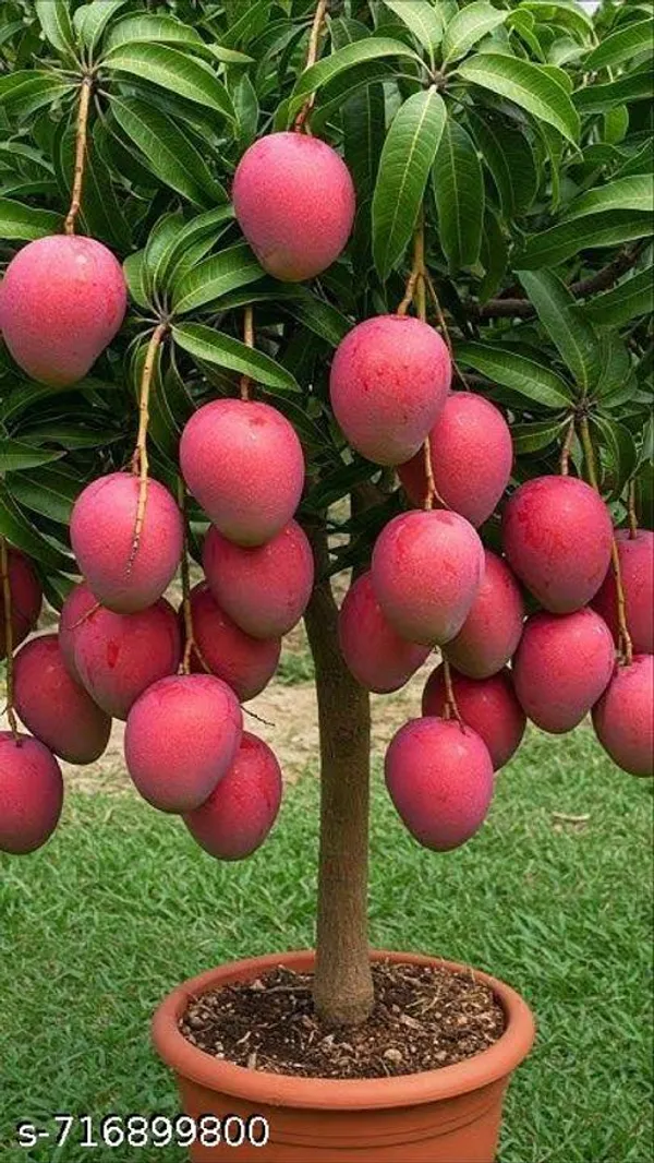Original_Thai_Variety_Red_Mango_Plant_Pack_Of_1