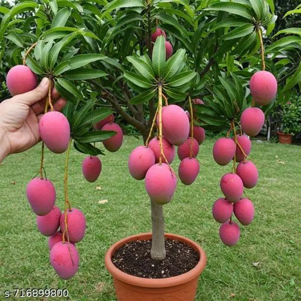 Original_Thai_Variety_Red_Mango_Plant_Pack_Of_1