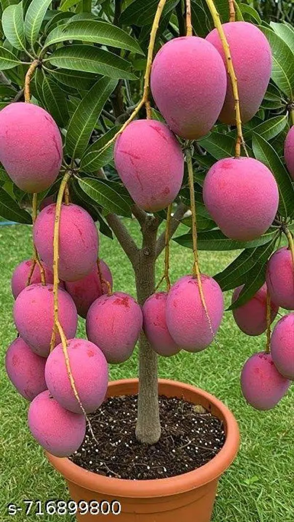 Original_Thai_Variety_Red_Mango_Plant_Pack_Of_1