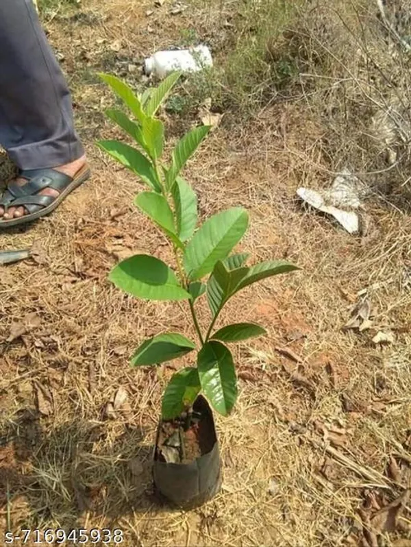 Thai_Variety_Golden_Guava_Fruit_Plant_Pack_Of_1