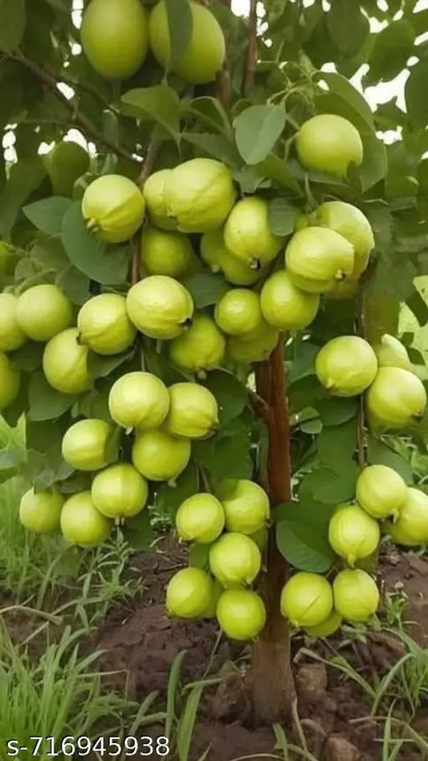 Thai_Variety_Golden_Guava_Fruit_Plant_Pack_Of_1