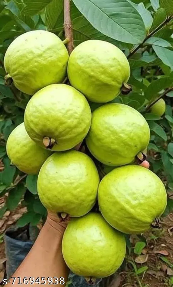 Thai_Variety_Golden_Guava_Fruit_Plant_Pack_Of_1