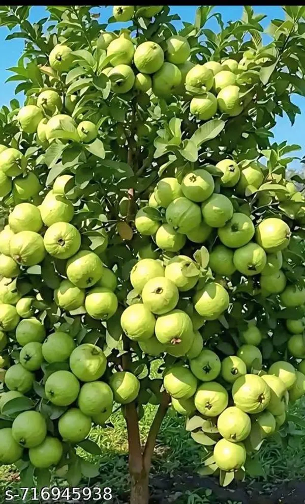 Thai_Variety_Golden_Guava_Fruit_Plant_Pack_Of_1