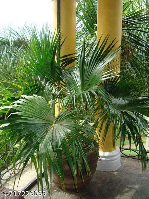 Chinese_Fan_Palm_Indoor_Live_Plant_Pack_Of_1
