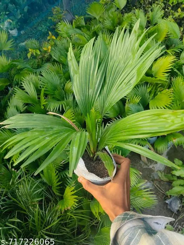 Chinese_Fan_Palm_Indoor_Live_Plant_Pack_Of_1