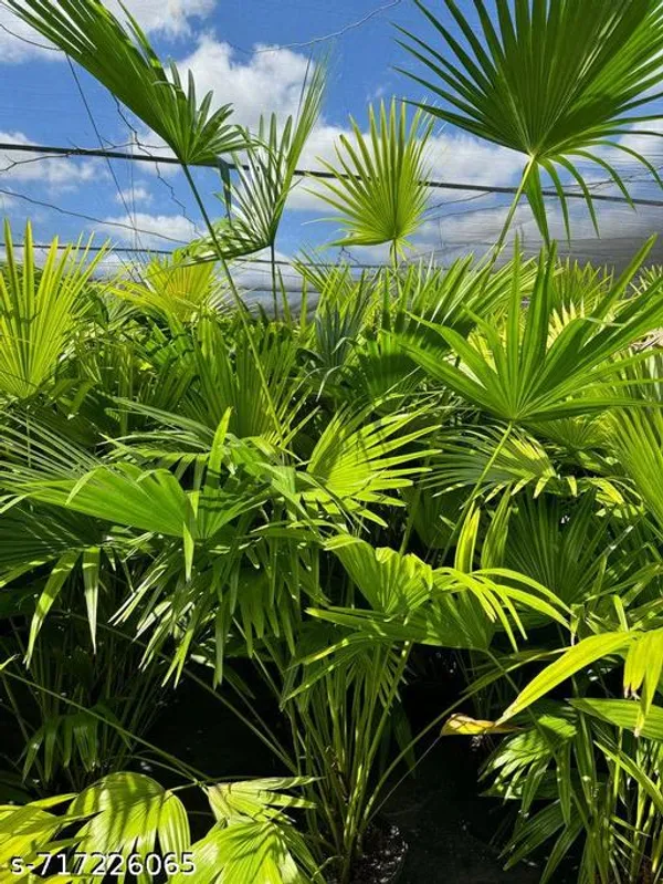 Chinese_Fan_Palm_Indoor_Live_Plant_Pack_Of_1
