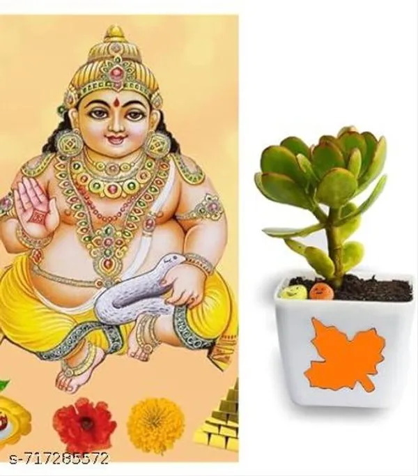 Good_Luck_Indoor_Dhankuber_Jade_Plant_Pack_Of_1