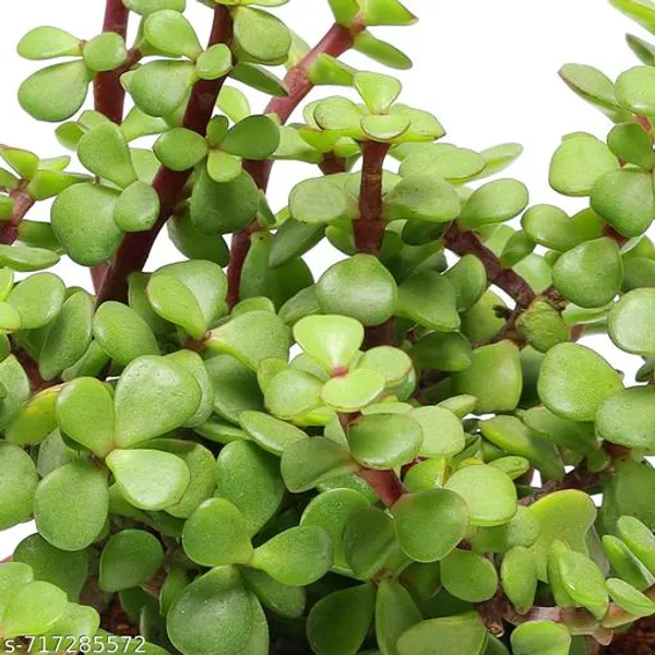 Good_Luck_Indoor_Dhankuber_Jade_Plant_Pack_Of_1
