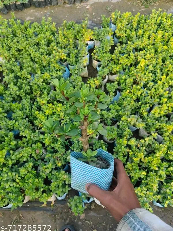 Good_Luck_Indoor_Dhankuber_Jade_Plant_Pack_Of_1